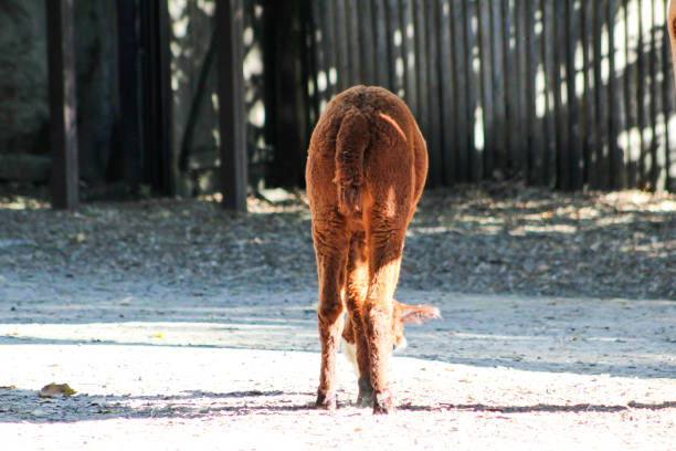 Alpaca Vicugna pacos brown back. Wool animal on farm