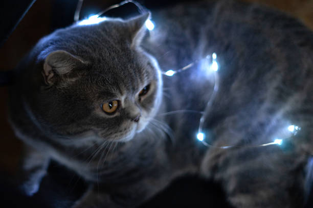 cat and a garland. High quality photo