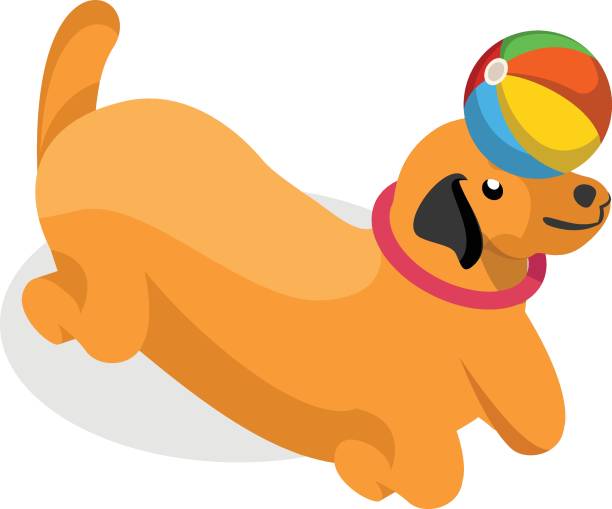istock bulldog wearing buckle Collar isometric flat concept, martingale collar vector color icon design, Pet and Vet symbol, Animal Shelter sign, four legged friends stock illustration 2193391470