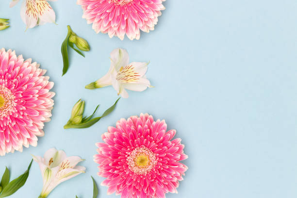 istock Gerbera and alstroemeria flowers scattered on a blue background. 2193391570