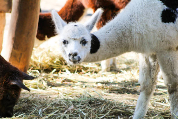 istock Alpaca Vicugna pacos white baby animal 2193391571