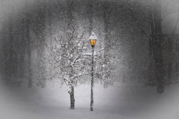 A street lamp near a lone tree shines through a blizzard