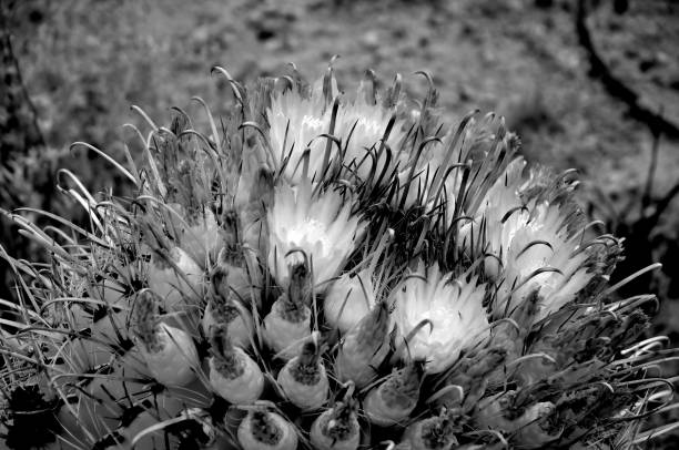 Arizona Barrel Cactus Ferocactus wislizenii close up infrared