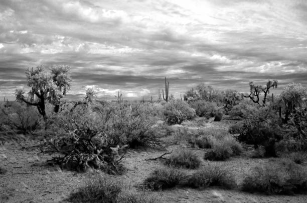 istock Sonora Desert Arizona in Infrared 2193395233