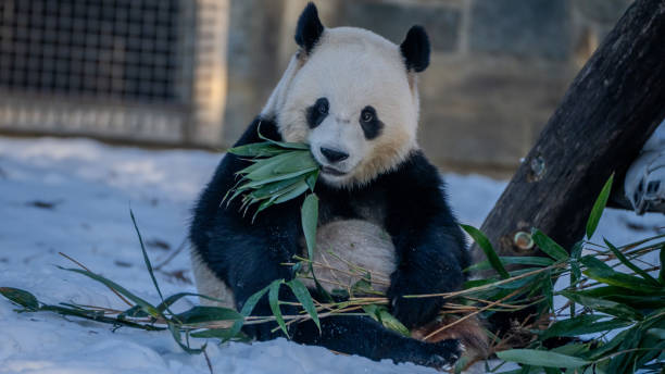 istock Giant Panda Bao Li at Smithsonian National Zoo 2193395961