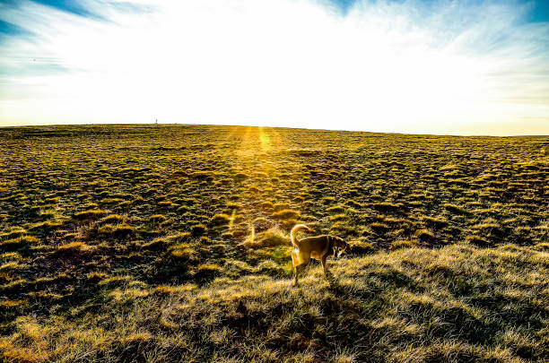 A dog is walking in a field of grass. The sun is shining brightly, casting a warm glow over the scene. The dog appears to be enjoying the sunny day and the open space of the field