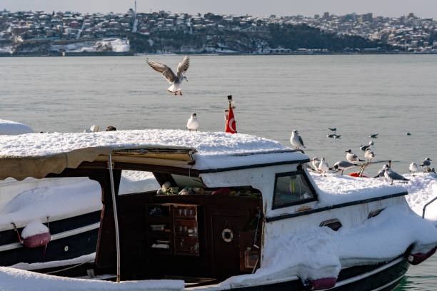 Winter in Istanbul: A snow-covered fishing boat, seagulls, and the Bosphorus view