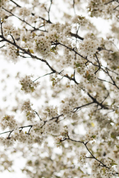 Beautiful white cherry blossoms close up blooming in spring. Spring nature background