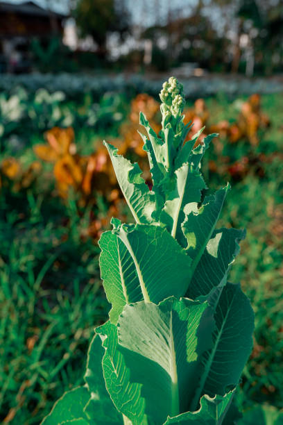 flower growing in the garden
