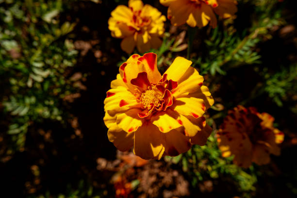flower growing in the garden