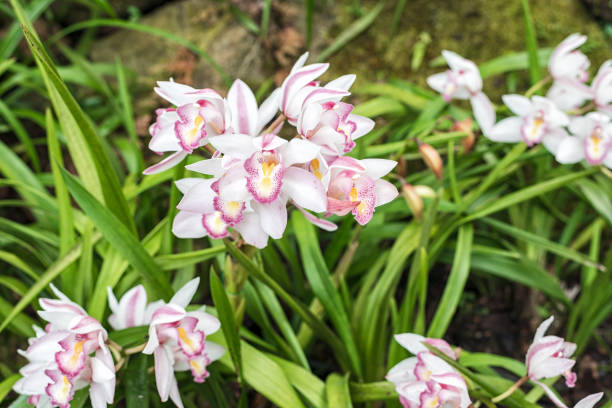istock White Cymbidium orchids, commonly known as boat orchids. Nature background. 2193401611