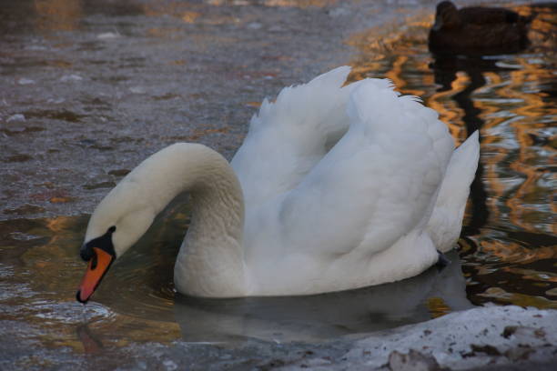 istock White Swan family artificial pond reflection of light in water 2193401762