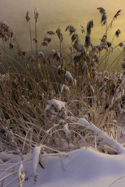 Winter background