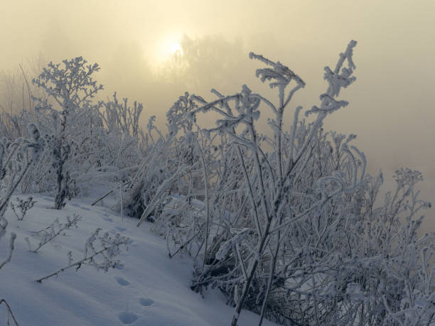 Atmospheric snowy winter scene. Dry grass bunch, covered with crispy white rime on a winter foggy river bank in the sunlight.