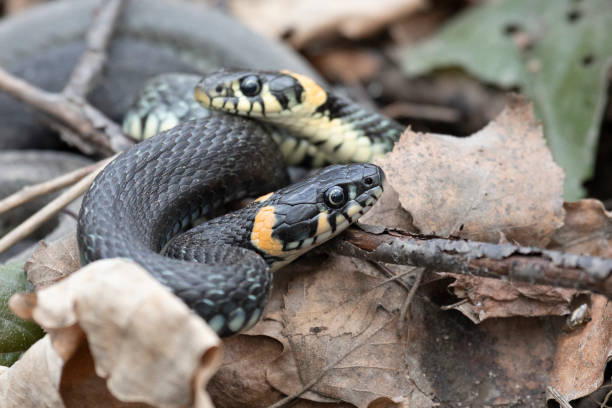istock Grass snakes lies on old foliage. Close up 2193402622