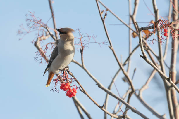 waxwing winter passerine bird feeding on berries