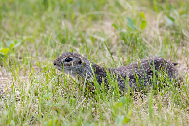 Speckled ground squirrel animal stands in grass