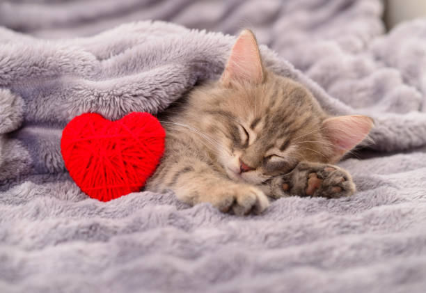 istock Kitten on blanket with valentine heart. 2193404780