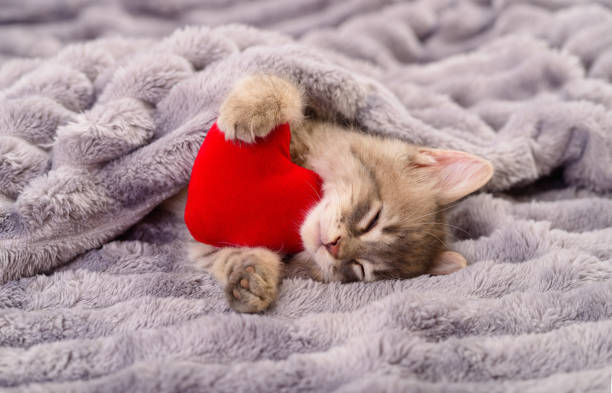 istock Kitten on blanket with valentine heart. 2193404784