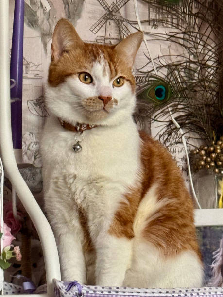 An orange cat is sitting among interior items.