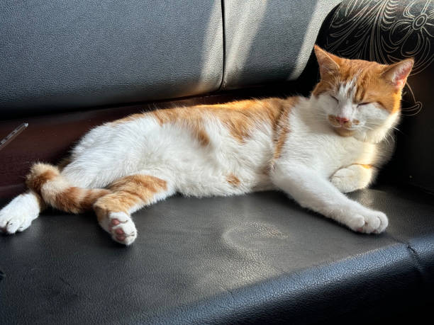 istock An orange cat is sleeping on a leather armchair in the train. 2193405906