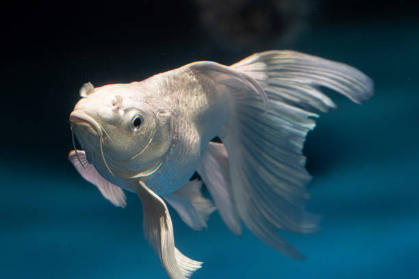 istock White Butterfly Koi fish pet in an Aquarium 2193405935