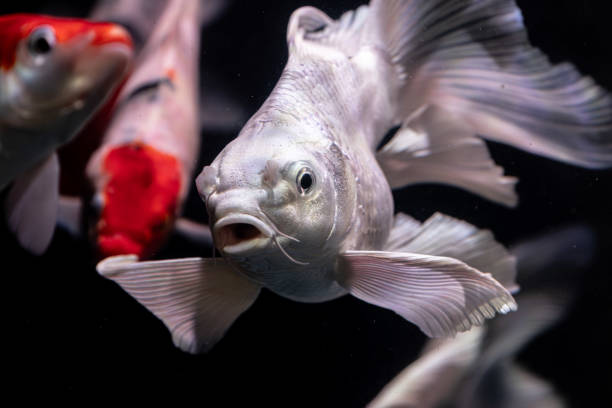 istock White Butterfly Koi fish pet in an Aquarium 2193405949