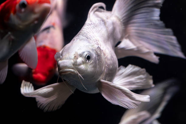 istock White Butterfly Koi fish pet in an Aquarium 2193405951
