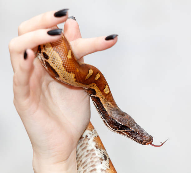 istock A person is holding a snake in their hand 2193407235