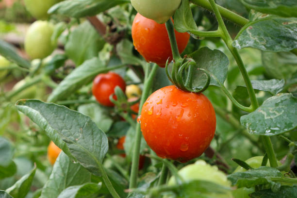 istock Juicy Ripe Tomatoes on the Vine, A Garden Delight 2193407822