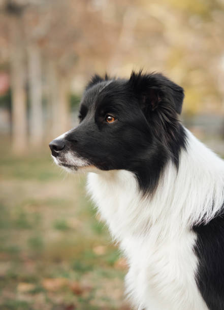 istock Border collie close-up in park 2193408340