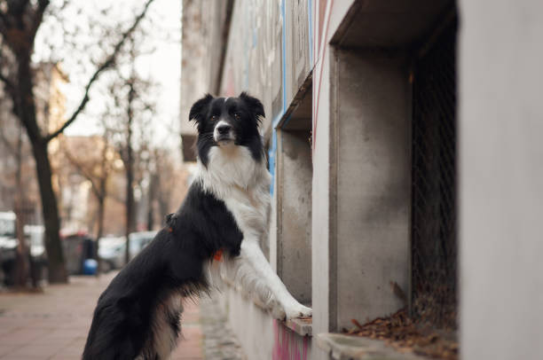 A border collie stands next to a stone wall on a quiet city street. The scene combines architecture and bare winter trees with a serene feel.