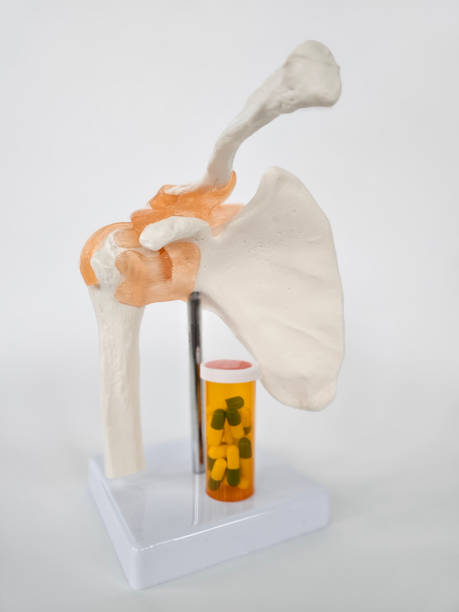 Detailed anatomical model of the human shoulder joint