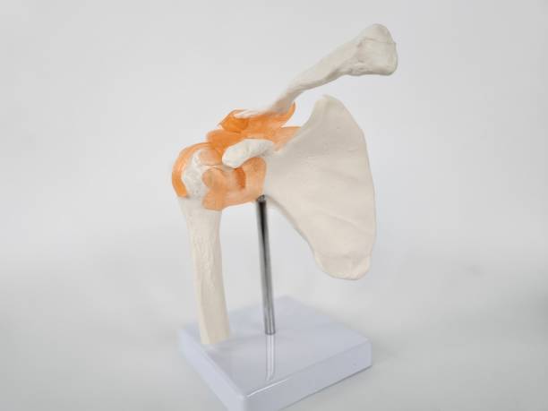 istock Anatomical model of the human shoulder joint with detailed structure concept 2193408602