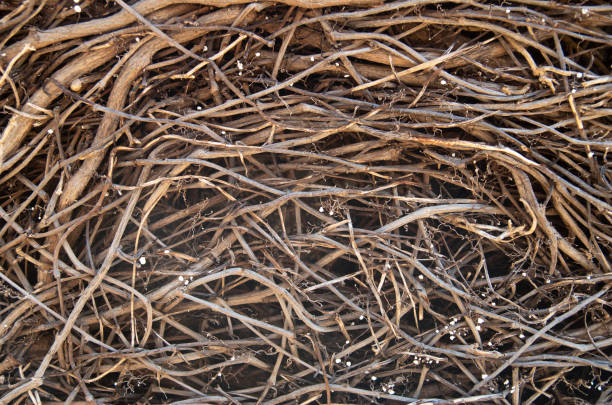 Dried brown branches of a bush