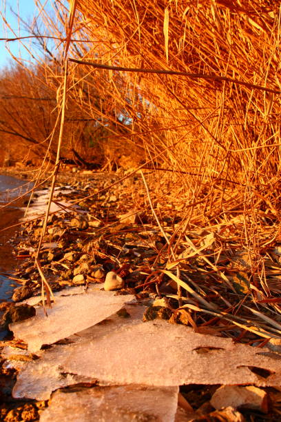 istock A pile of dry grass 2193409326