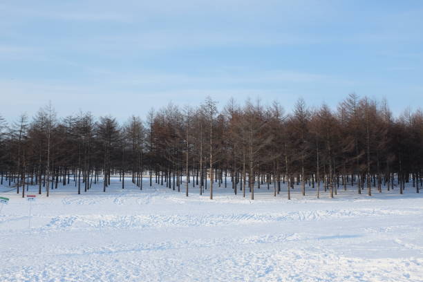 Walking through Sapporo in Hokkaido Street