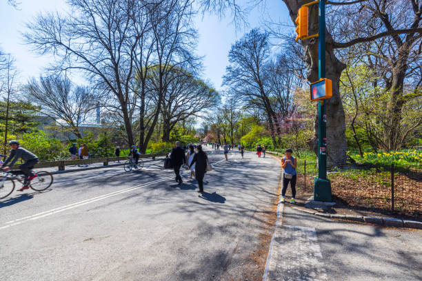 New York. USA. 04.14.2024. Visitors walking, jogging and cycling along sunlit path in Central Park during springtime. New York. USA. 04.14.2024.