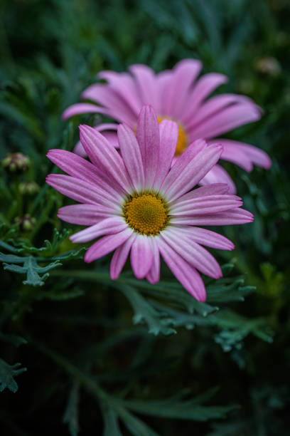 istock Delicate pink daisies blooming in lush green foliage 2193411548