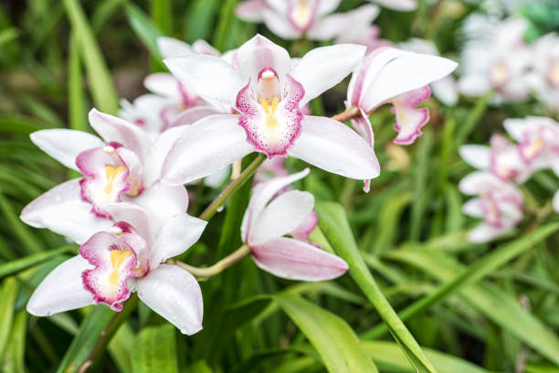 istock White Cymbidium orchids, commonly known as boat orchids. Nature background. 2193412747