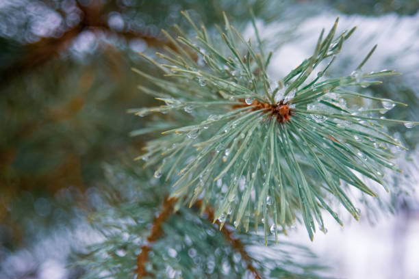 A macro shot of pine needles dusted with snow, capturing the cold, quiet beauty of winter. The frosted needles create a fresh, serene backdrop suitable for holiday, nature, or outdoor scenes.