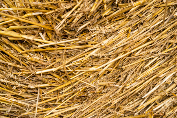 istock Close-up of dry straw - texture. 2193416271