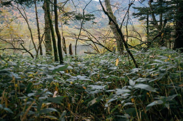 A mountain stream sparkles in the soft light of the setting sun, surrounded by lush autumn vegetation. This video portrays the peacefulness of nature, highlighting Japan’s pristine waterways and seasonal landscapes.