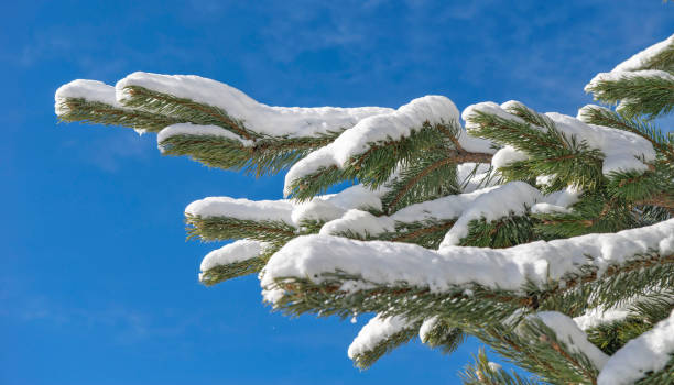 istock closeup on fir branches covered with snow on blue sky background 2193417942