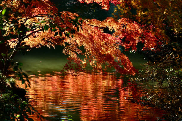 Japanese maple tree at sunset in the Yoyogi-Koen park, Shibuya district.