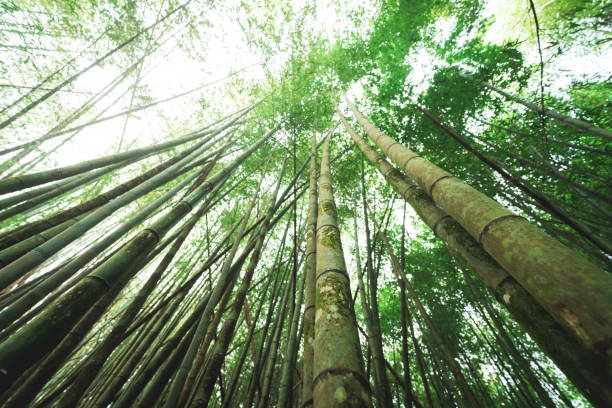 istock Green bamboo forest growing tall and dense in misty weather 2193418053
