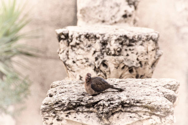 Dove resting at the Cardo Roman Columns , Jerusalem