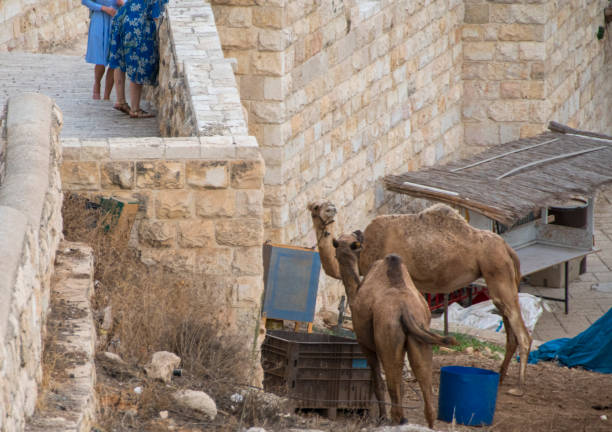 Camels in the Kidron Valley, Jerusalem