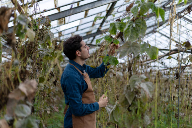 istock Farmer examining plants growing in greenhouse 2193421942