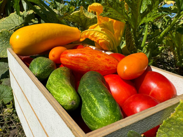 istock Homegrown harvest from sustainable kitchen garden. 2193422085